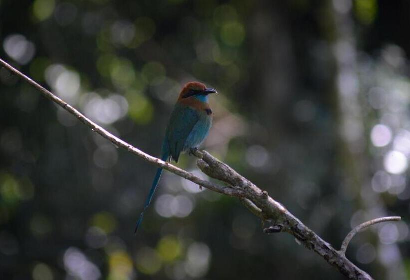 住宿加早餐  La Ceiba Tree Lodge