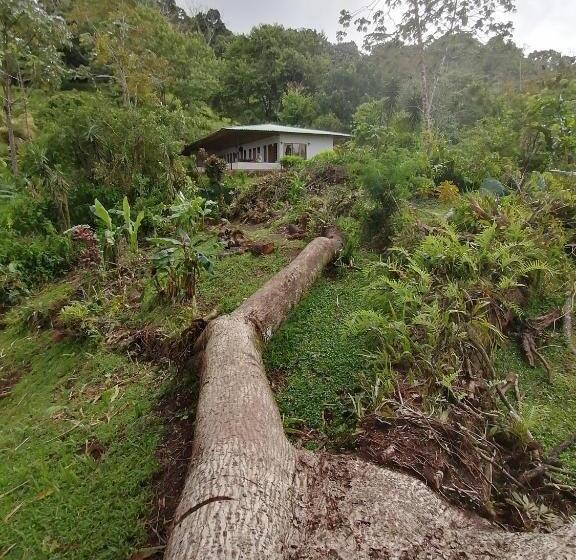 住宿加早餐  La Ceiba Tree Lodge