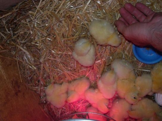 בית מלון כפרי Ferienwohnungen Mittermoos