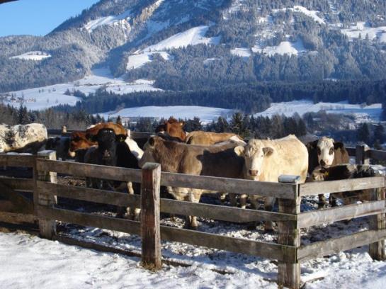 בית מלון כפרי Ferienwohnungen Mittermoos