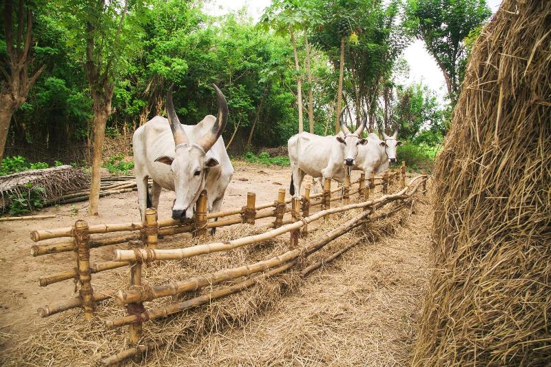 酒店 Mantra Koodam Kumbakonam   A Cgh Earth Experience