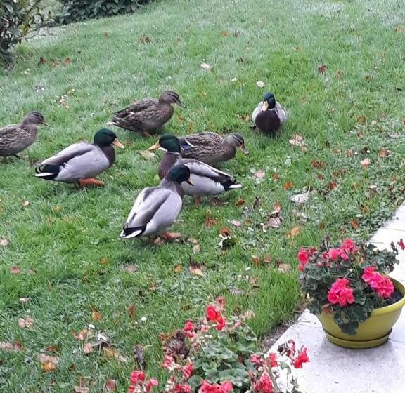 مبيت وإفطار La Mare Aux Canards