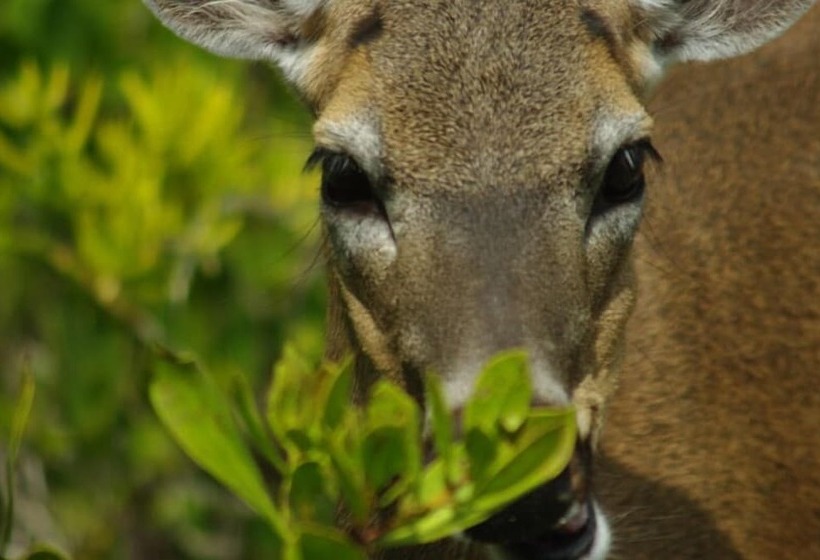 فندق Deer Run On The Atlantic