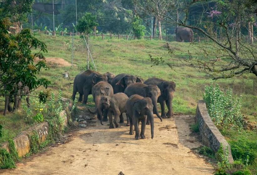 بنسيون Pinnawala Elephant Front View