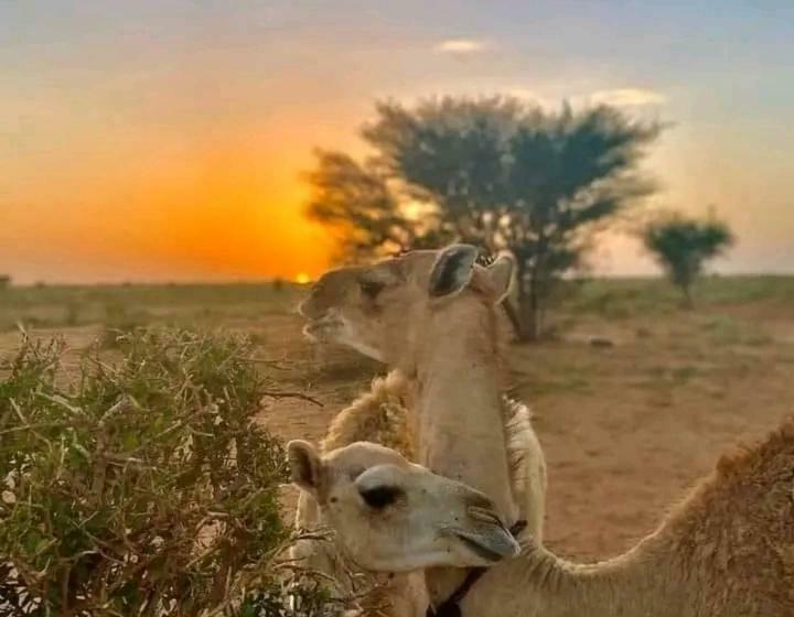 پانسیون Erg Chigaga Safari Camp