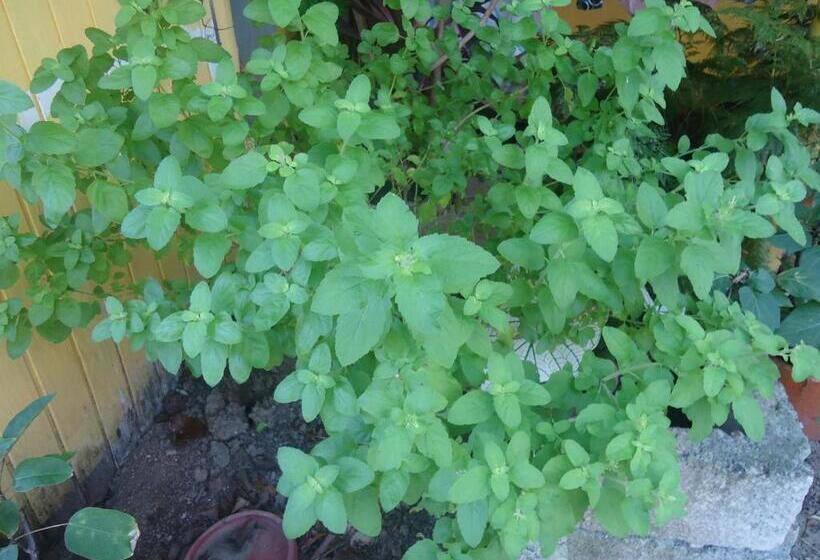 هاستل Posada Sunshine Paradise