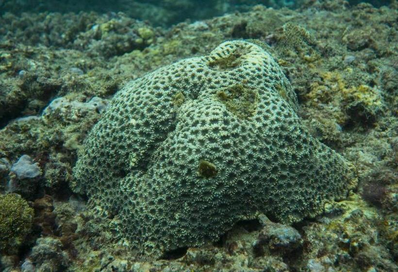 هاستل Nyang Ebay Surf Camp Siberut Mentawai Surfing Barrels