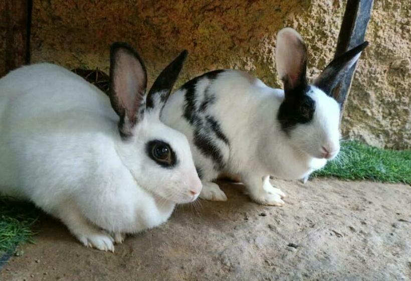 호텔 Life Farms   Near Mopa Airport Goa