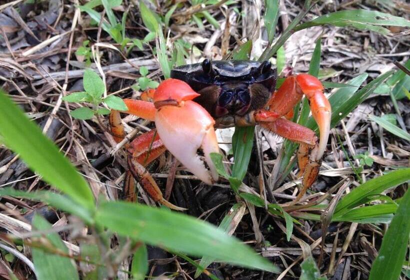 هتل Masokut Surf Camp Siberut Mentawai Surfing Barrels