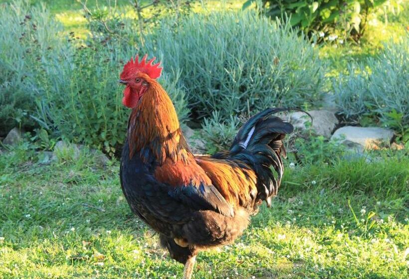 צימר Bretagne Chambre D Hôtes Suite 53m2 Et Caravane Vintage Avec Cuisine Et Salle De Bains Privées Britt