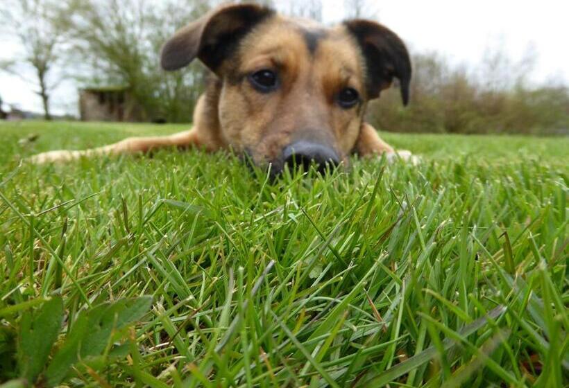 مبيت وإفطار Logeren Bij De Ruimte