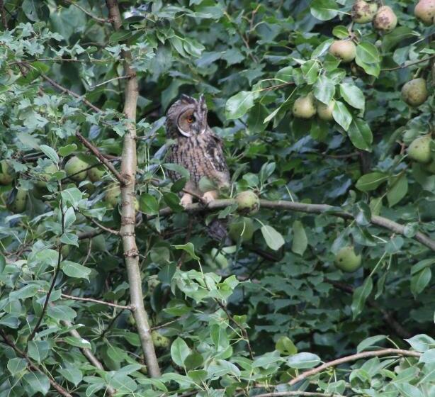 مبيت وإفطار Grytmanshoeve, Vakantiehuis Met Glamping