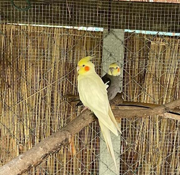 هتل บ้านภัทร์จรัส น่าน   Baan Patjarad Nan
