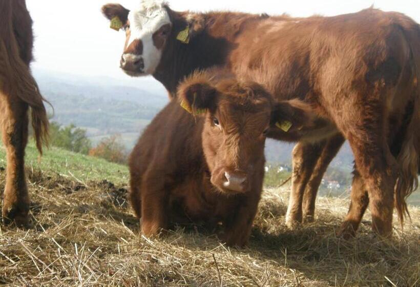 בית מלון כפרי Rooms Bolfan Vinski Vrh