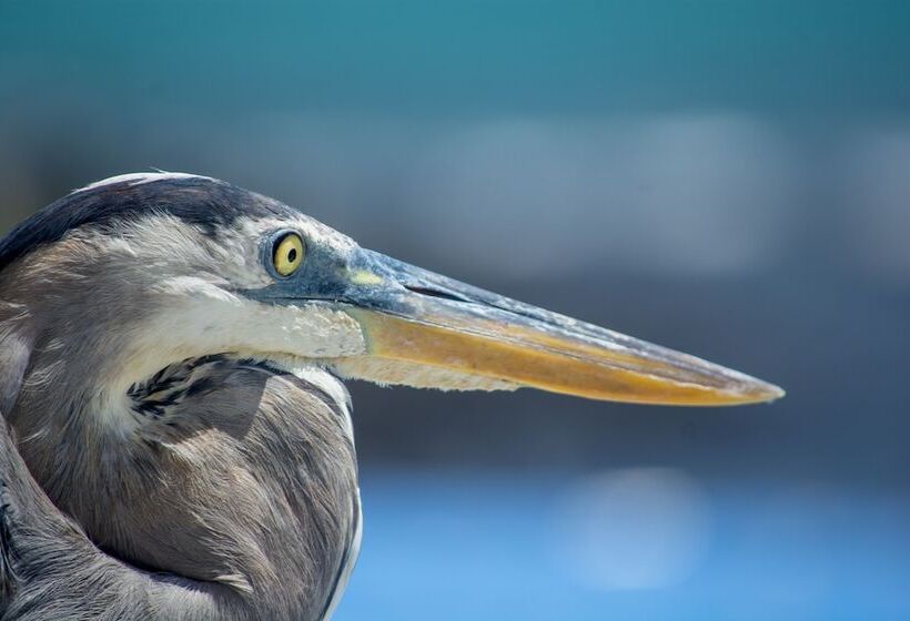 هتل Blu Galapagos Sustainable Waterfront Lodge