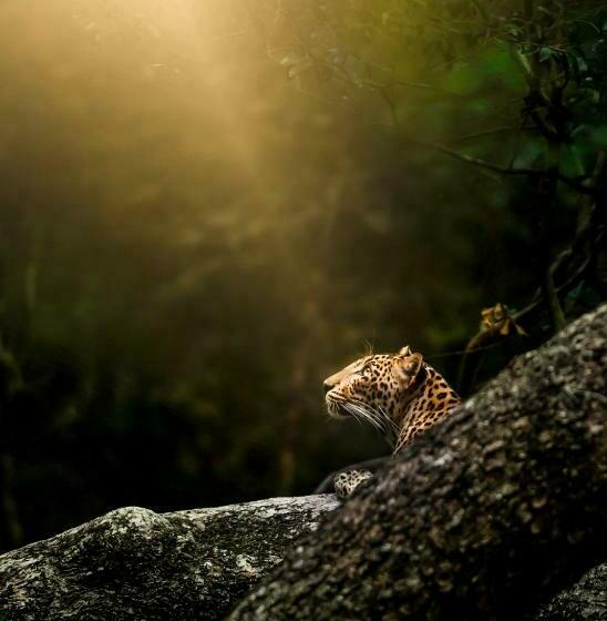 ホテル Wilpattu Wildhideaway