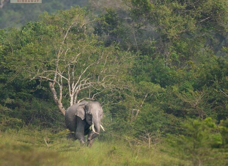 ホテル Wilpattu Wildhideaway