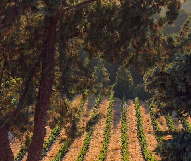 酒店 Allegretto Vineyard Resort Paso Robles