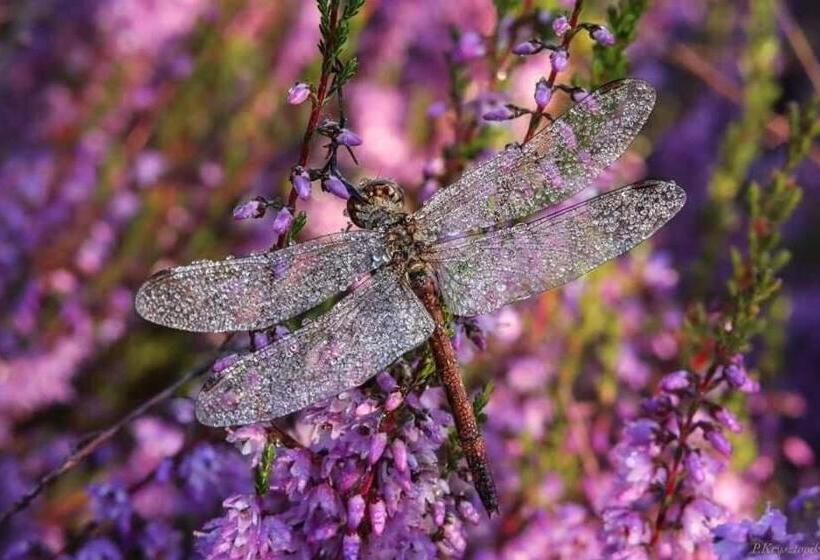 הוסטל Gościniec Biebrzański