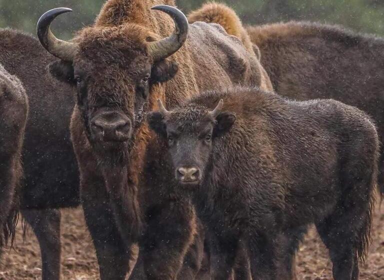 הוסטל Gościniec Biebrzański