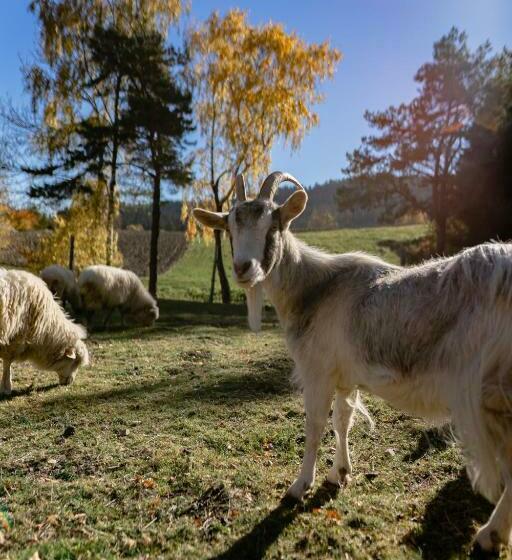 ホテル Jeżowa Woda Ośrodek Wypoczynkowy Palmiarnia I Spa