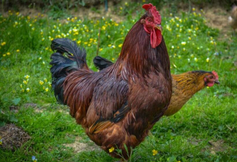 هتل Agrotatry U Stachy