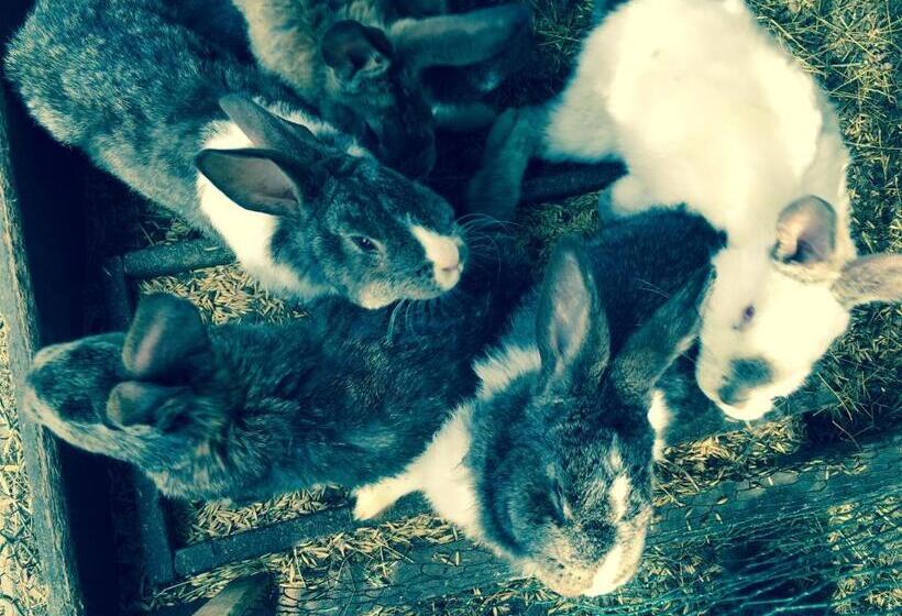 פנסיון Apartamenty I Pokoje Aneta