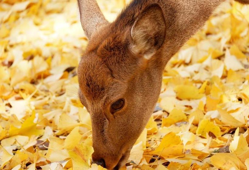 酒店 Noborioji  Nara