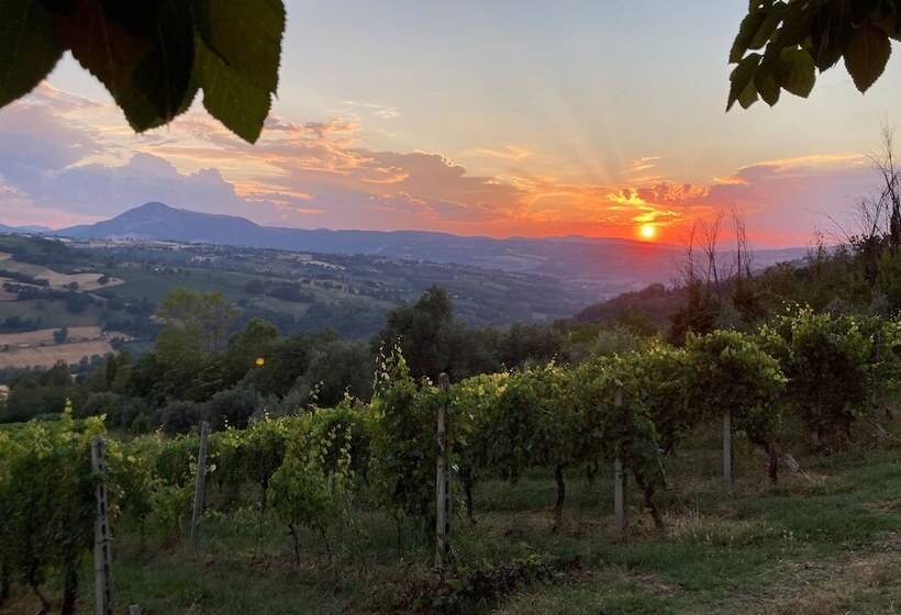 Villa Verdicchio   B&b With Wellness For Winelovers