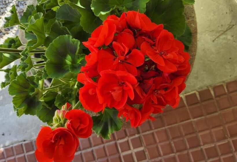 ベッドアンドブレックファースト Corte Martinola Bed&breakfast In Franciacorta