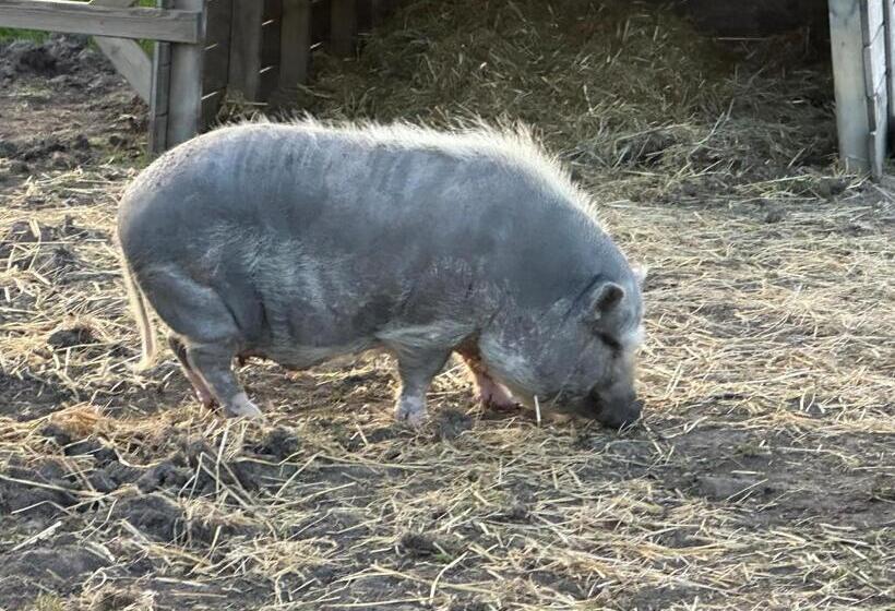 צימר Appelscha Aan De Diek