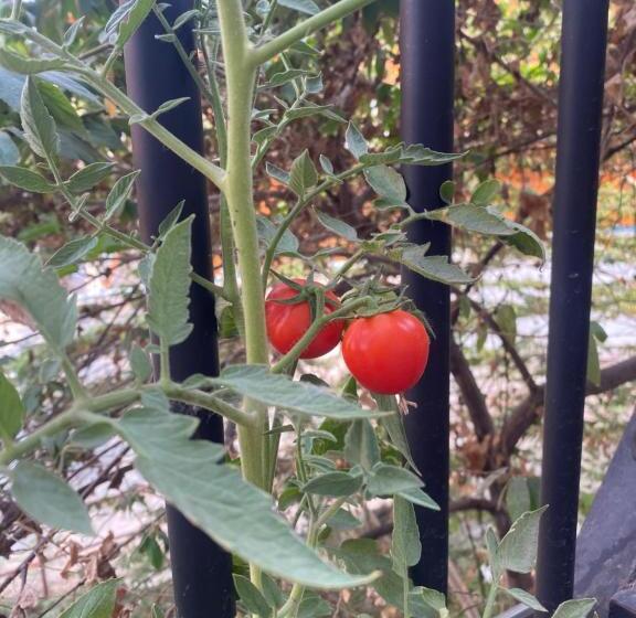 پانسیون Moonshine Guesthouse