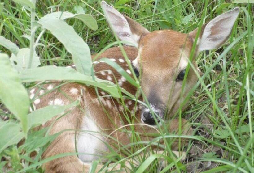 민박 Last Outpost Bandera Ranch House