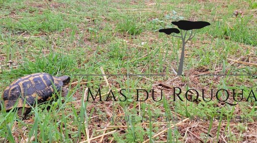 تختخواب و صبحانه Le Mas Du Rouquan