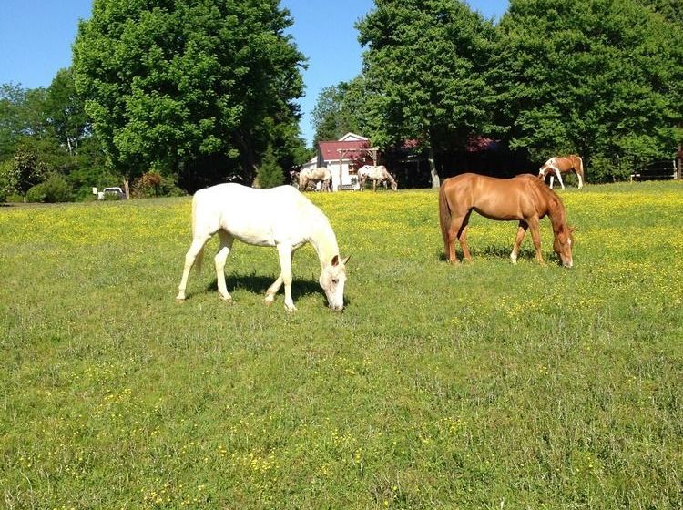 مبيت وإفطار Meadow View Farm