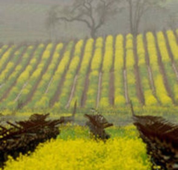 مبيت وإفطار The Pink Mansion