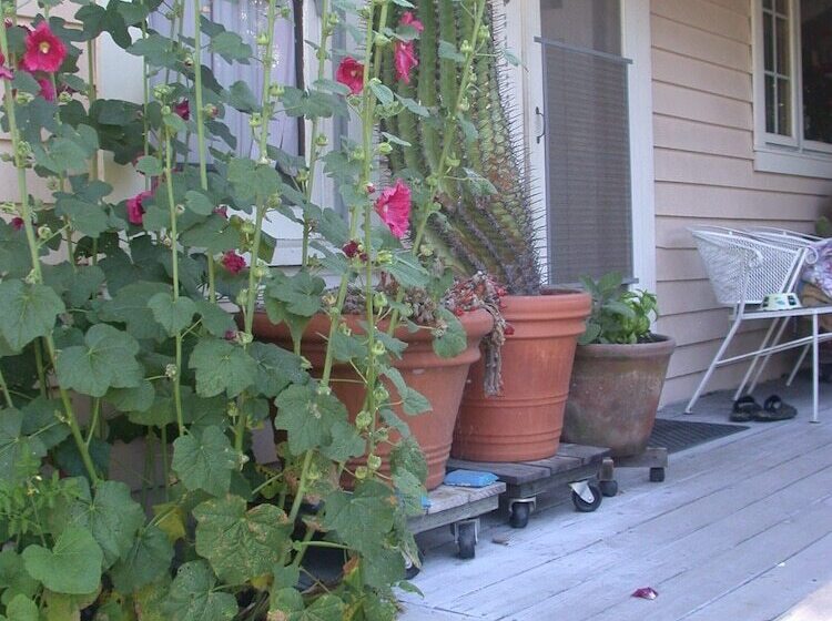 住宿加早餐 Hollyhock Country House
