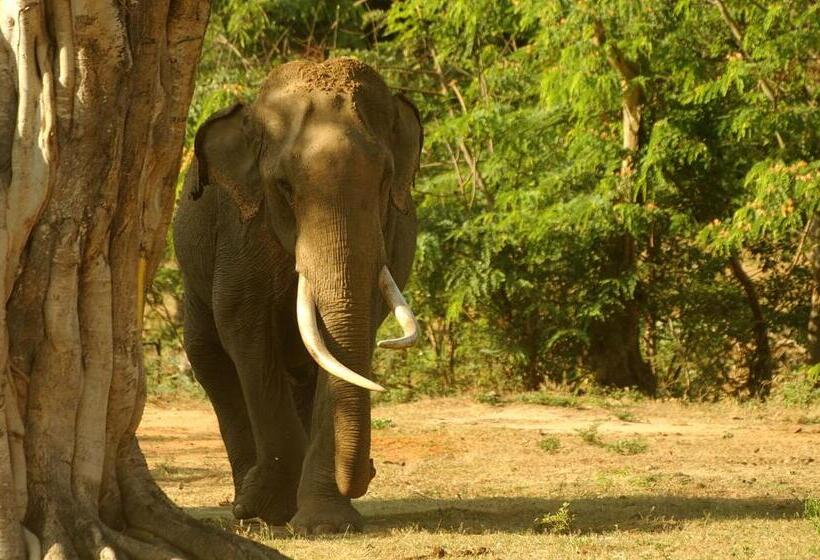 Отель Leopard Corridor Yala