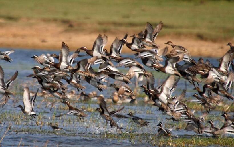 Отель Leopard Corridor Yala