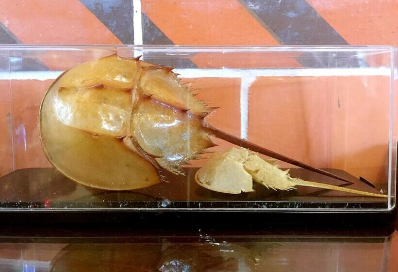 هتل Longkou Mysterious Resort