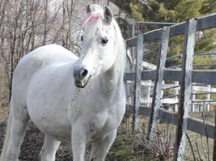 민박 The Inn On The Horse Farm
