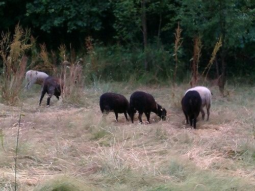 צימר Berry Lane Cottage Bed&Breakfast