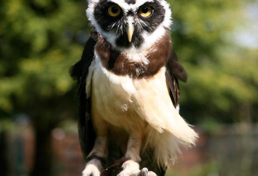 پانسیون Exmoor Owl & Hawk Centre