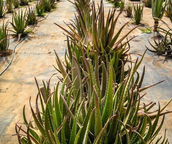 酒店 Naturalis Bio Resort