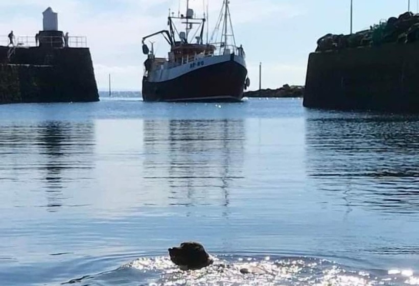 Beautiful Coastal Cottage In St Monans, Scotland