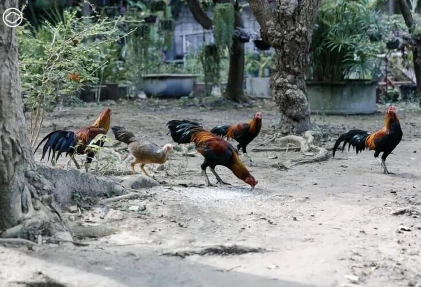 فندق De Nimman