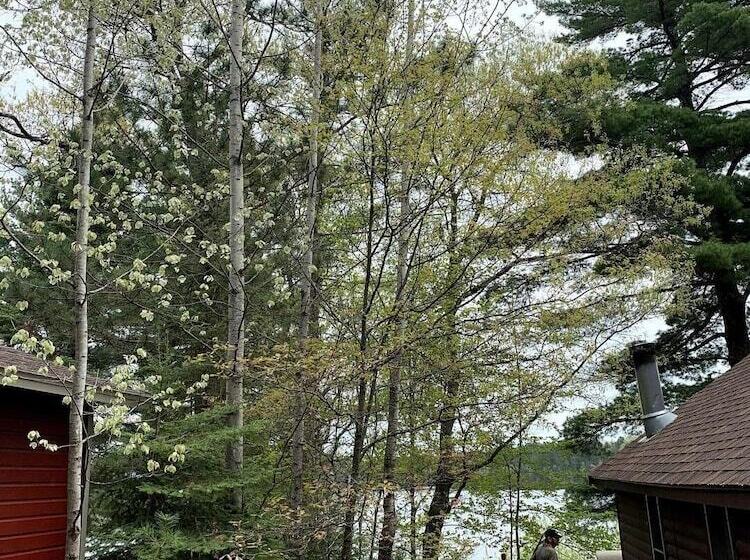 Birch Tree Lodge