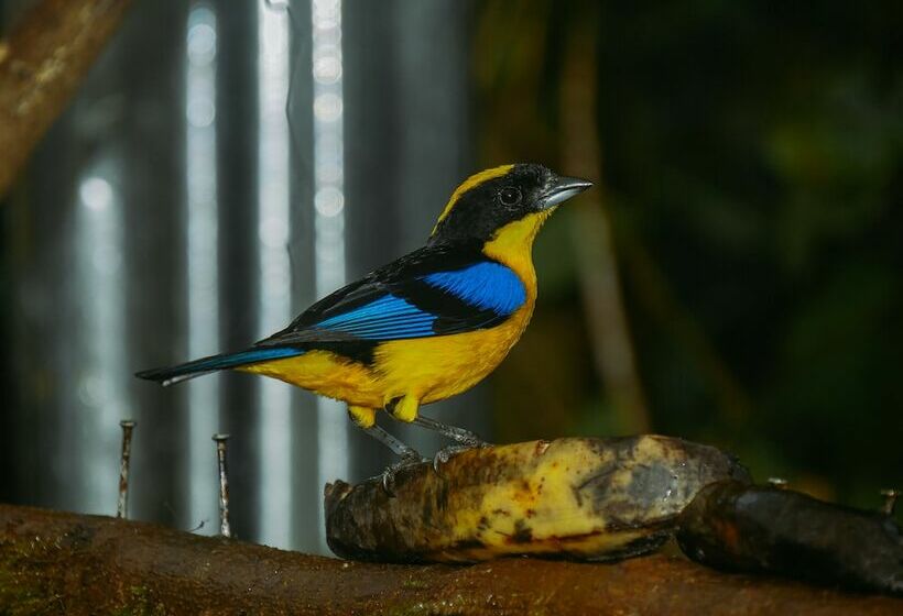 هتل Birdwatchers House Y Lodge