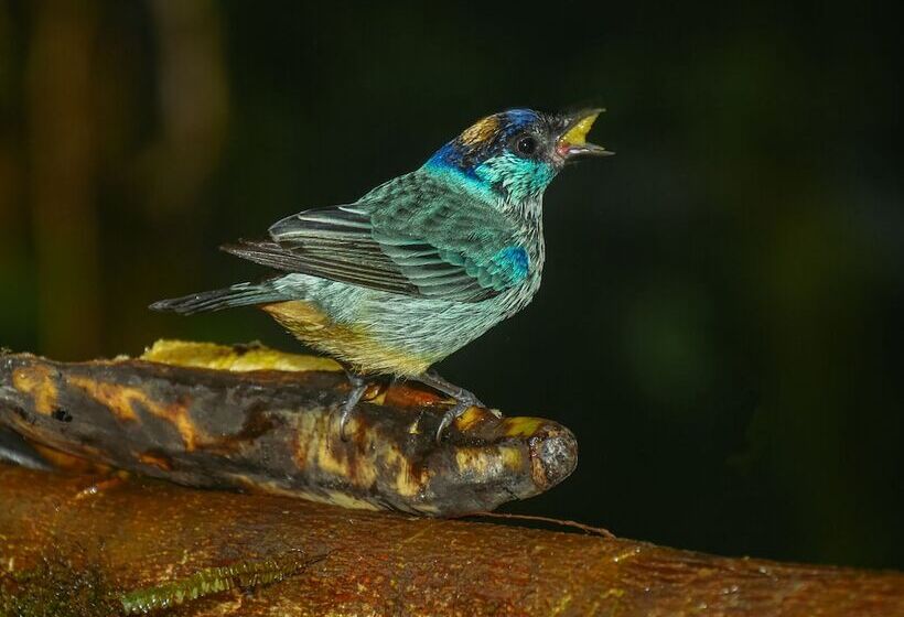 هتل Birdwatchers House Y Lodge