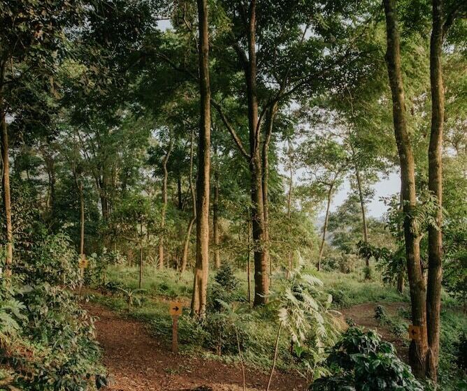 فندق La Palma Y El Tucan   Coffee & Nature